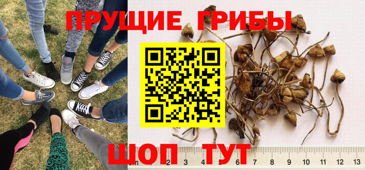 Егорьевск  Псилоцибиновые грибы мухоморы  Вход с VPN  Галлюциногенные грибы ЛСД 